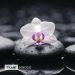 ORCHIDEYA BLACK